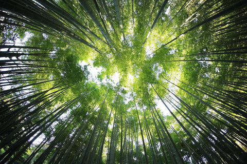 Forest bathing Shinrinyoku Shinrin Yoku
