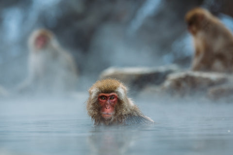 Onsen Monkey Hot Spring Bath