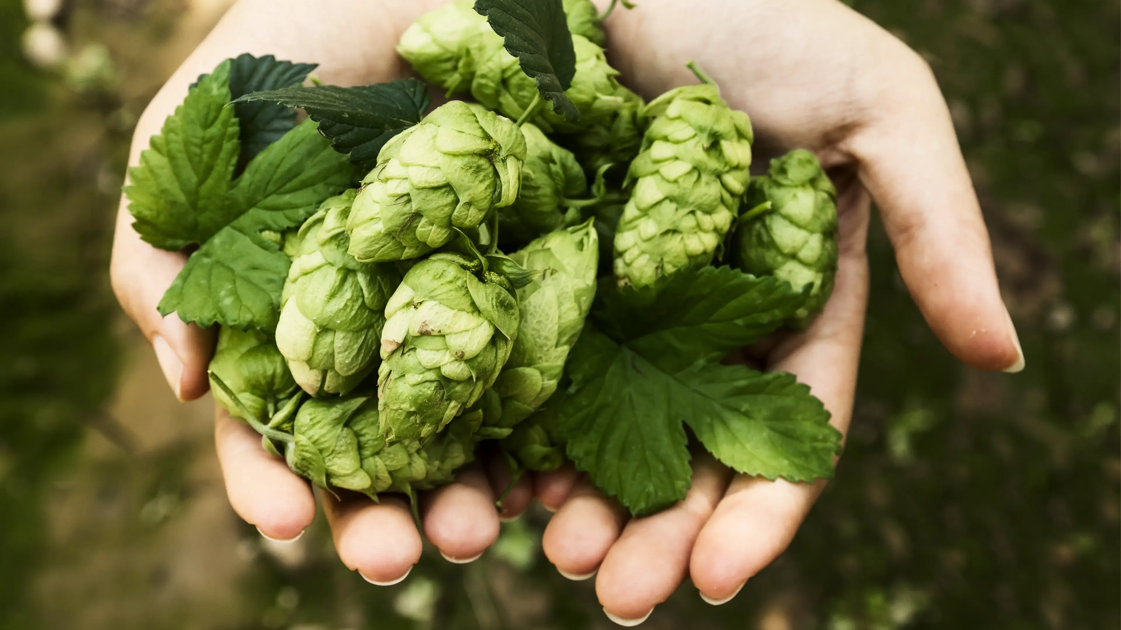 CS_kompania piwowarska