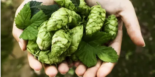 Thumbnail for Case study: Data Audit for Kompania Piwowarska, Leader of the Polish Beer Market